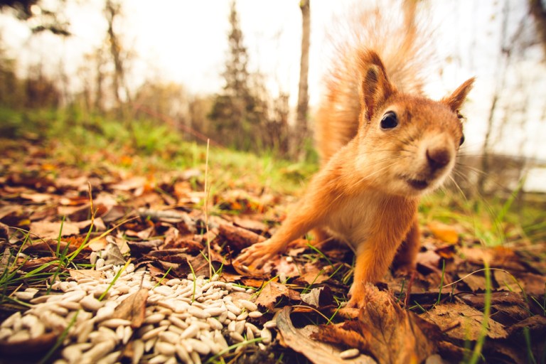 Squirrels Pose Cyber Threat