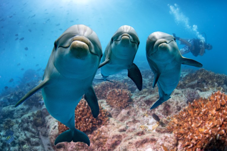 Dolphines