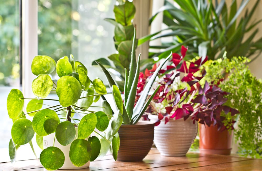 Bloomscape vs The Sill - Which is the Best Houseplant Delivery 