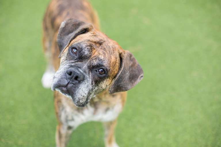 brindle boxer dog