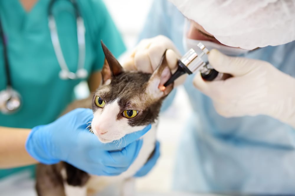 Scratchpay On Vet Industry Financial Tricks