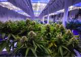 Cannabis Co MedMen Forced To Offer Shares To Vendors Amid Cash Crunch