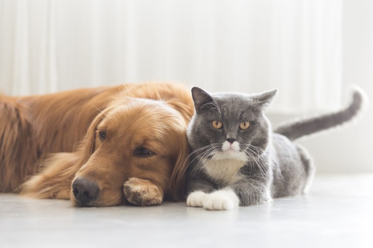 dog and cat