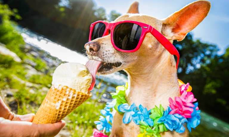 Dog Ice Cream