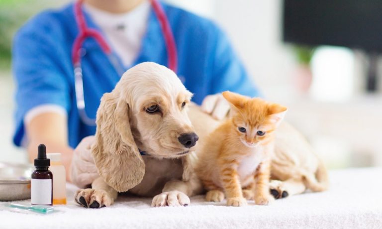 Vet Pet Care