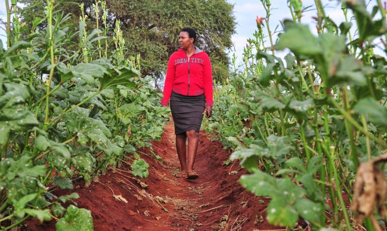 Zimbabwe, farming