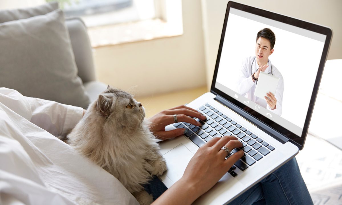 PetMeds Partners With Vetster On Pet Telehealth Platform | PYMNTS.com