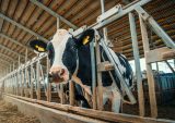 B2B payments, Milk Moovement, dairy industry