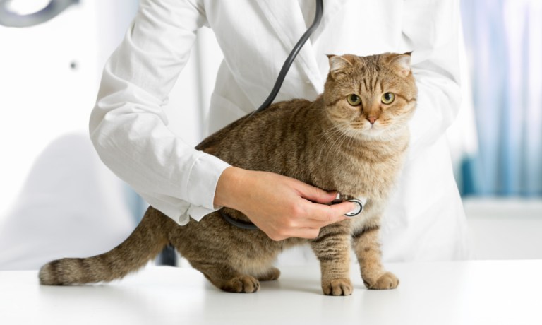 cat with vet