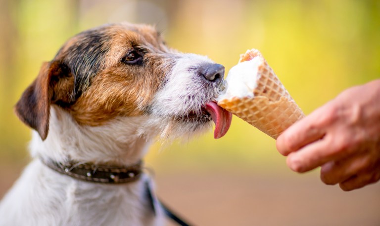 Pet Parents Are Springing for Human-Like Treats